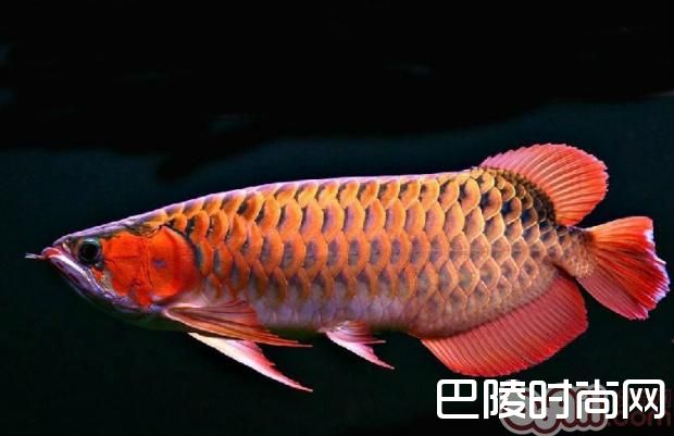 亚洲龙鱼 亚洲龙鱼