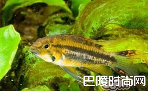 凤尾短鲷 凤尾短鲷