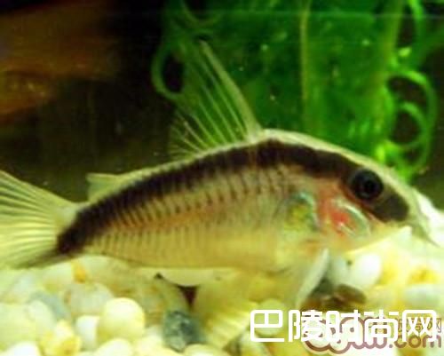 印第安鼠 印第安鼠