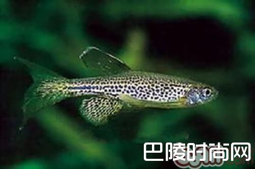 豹纹斑马鱼
