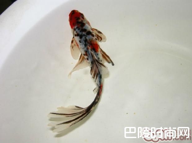 五花长尾草金鱼