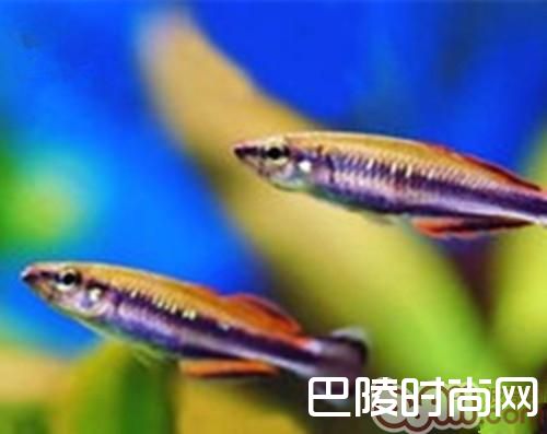 马达加斯加彩虹 马达加斯加彩虹