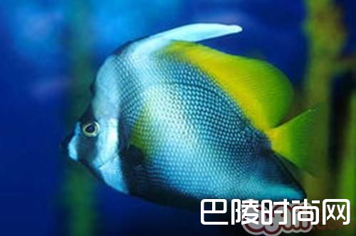 四带马夫鱼 四带马夫鱼