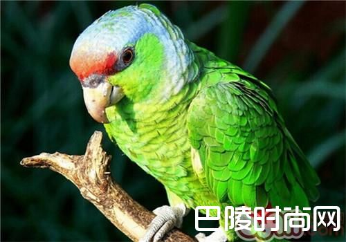 紫冠亚马逊鹦鹉