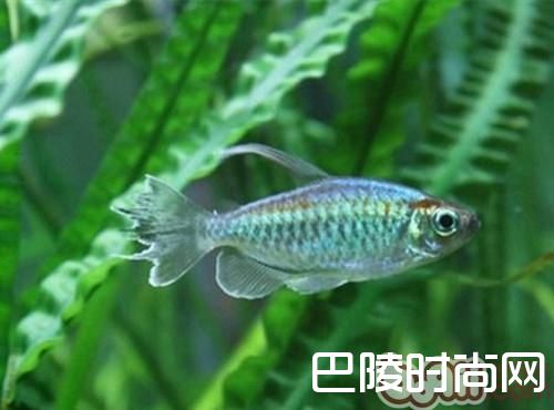 刚果扯旗鱼 刚果扯旗鱼