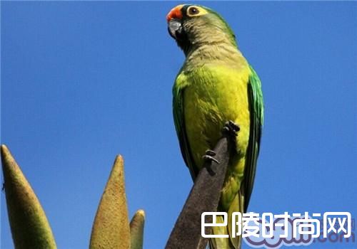 桃额锥尾鹦鹉 桃额锥尾鹦鹉