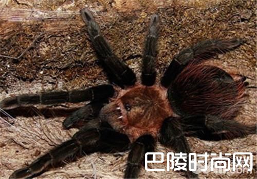 德克萨斯棕食鸟