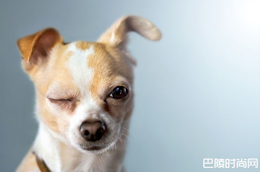 狗狗照片