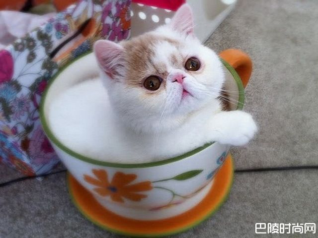 茶杯猫