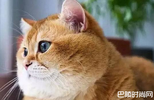 为什么橘猫容易胖? 肉肉的它也很可爱