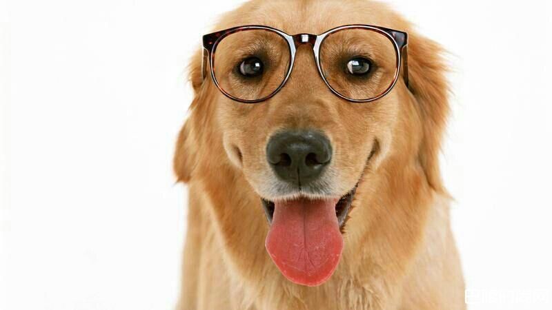 金毛幼犬喂什么狗粮?