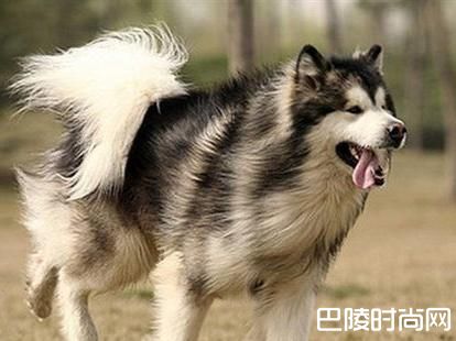 阿拉斯加一天几斤狗粮？