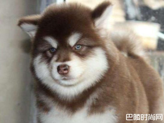 阿拉斯加一天几斤狗粮？