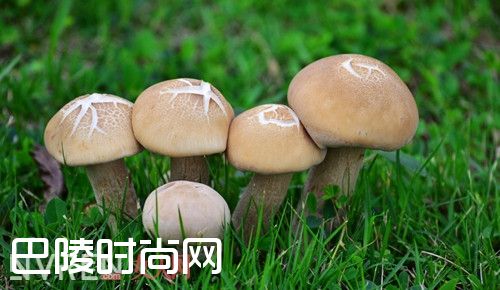 蘑菇能美白吗_美白