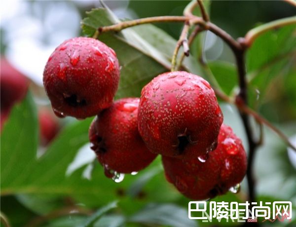 孕妇可不可以吃山楂_关于山楂减肥助消化 你所不知道的五大真相