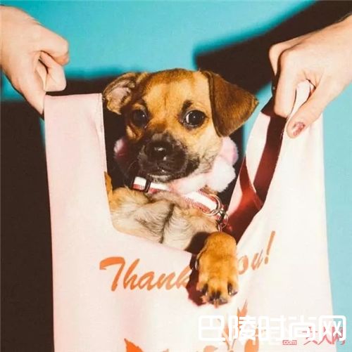 最抢眼搞怪系列Poppy Lissiman_时尚新风向 让我们一起拎着购物袋出门吧!