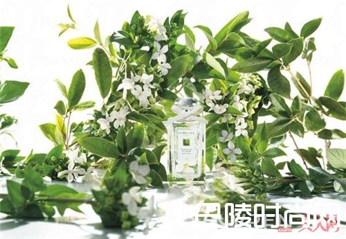 Jo Malone复刻版桂花女士淡香水_“花”开万点黄 让我们微醺在桂花香氛中