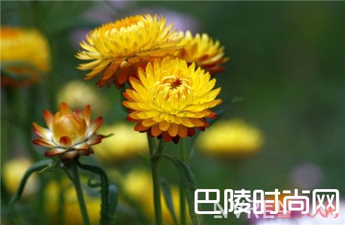 干荒肌急救方法_抗老精粹 欧舒丹蜡菊赋颜御龄精华油