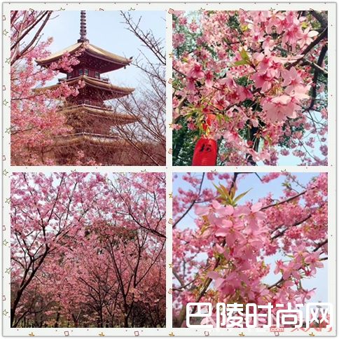 樱花季_这些樱花季才能买到的超美限定！再不剁手就晚了！