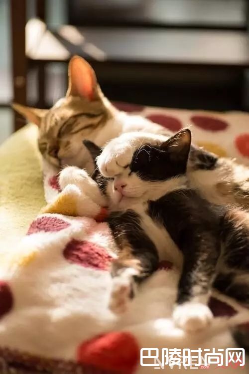 气味图书馆_有腔调当然有灵魂，这些香水妥妥地喷出气质