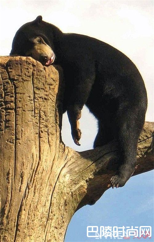 睡多或睡少会胖吗_天呐毫无征兆秤又破百了 那你可能是踏入误区了