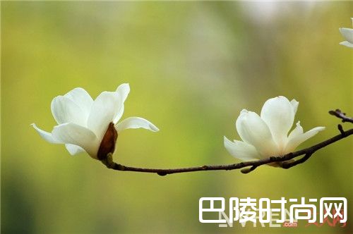 ​Jo Malone星玉兰限量系列香水简介_推荐花香调的香水:这几款清新花香调香水适合夏天吗？