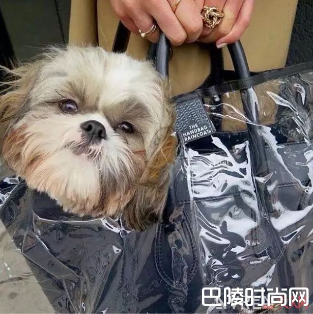 The Handbag Raincoat雨具介绍_萧敬腾负责下雨 你负责雨天里也美美哒