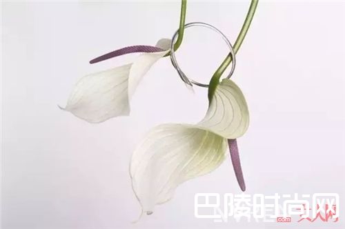 SU live品牌介绍_超适合夏天佩戴的小巧含蓄银饰 清新又可爱