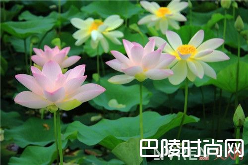 宝格丽 晶莹纯香（白晶）香水简介_职场女性用香攻略：刚毕业的你，别错过这份香水榜单！