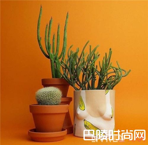 Grouppartner陶土花盆介绍_不好好做花瓶 长这样有点小过分了