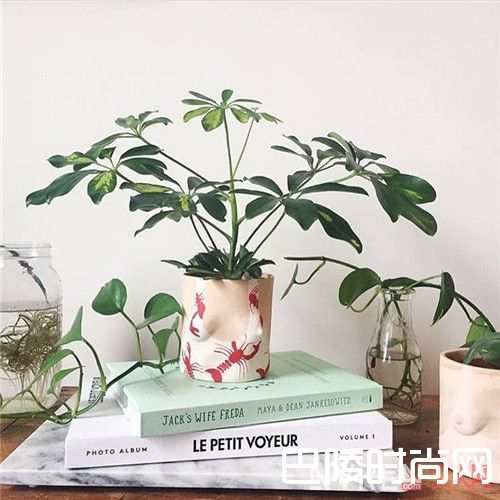 Grouppartner陶土花盆介绍_不好好做花瓶 长这样有点小过分了