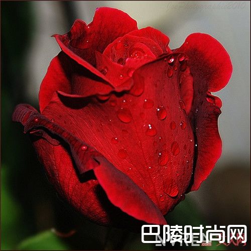 Tom Ford Cafe Rose香水简介_这十支香水能满足你的玫瑰控灵魂嗅觉吗？