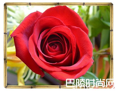 Santa Maria Novella Rosa香水简介_这十支香水能满足你的玫瑰控灵魂嗅觉吗？