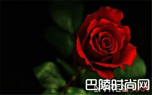 Santa Maria Novella Rosa香水简介_这十支香水能满足你的玫瑰控灵魂嗅觉吗？