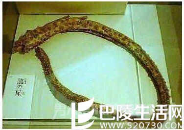收藏于日本瑞龙寺中的龙尾巴
