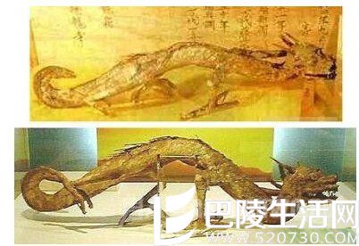 罕见的中国真龙标本 罕见的中国真龙标本