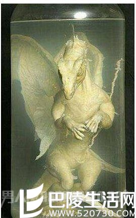 欧洲真龙标本 欧洲真龙标本