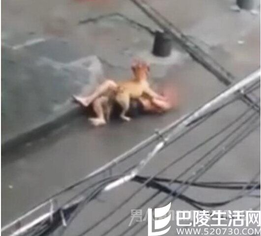 比特犬撕咬主人