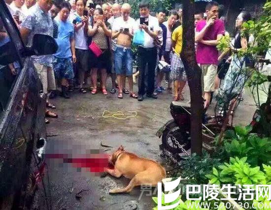 警方赶到后，在征得狗主人同意的情况下连开3枪将狗击毙