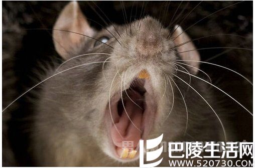 英国爆发2亿老鼠 英国爆发2亿老鼠