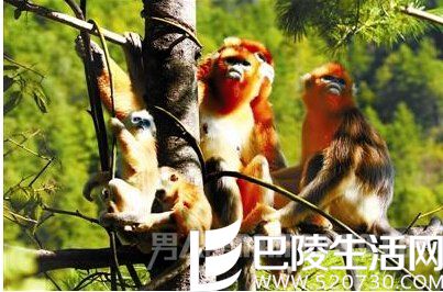 生活在神农架的金丝猴