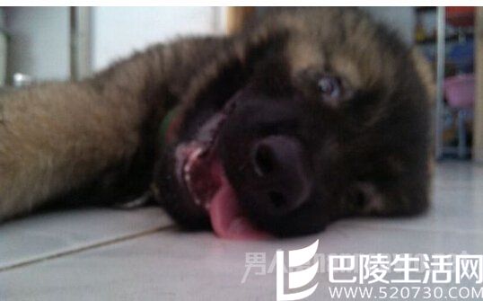 女友担心爱犬太热死掉