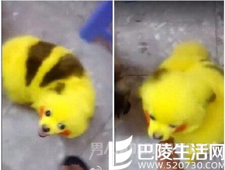 小狗被染成皮卡丘
