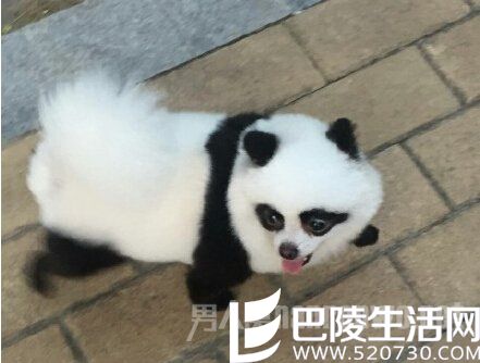小狗变成熊猫