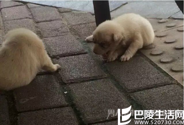 新生小狗被挖双眼