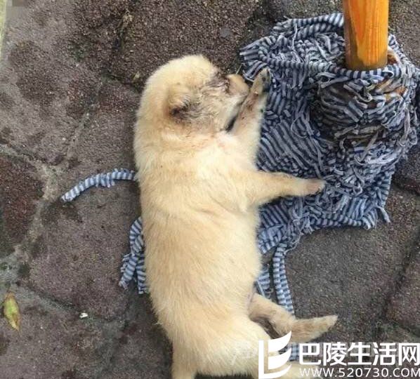 　受伤小狗躺在拖把上