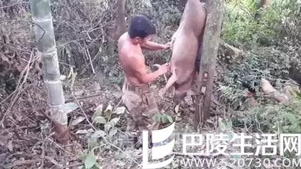 直播杀野猪