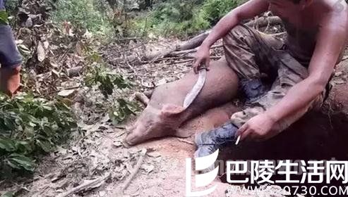 直播杀动物 直播杀动物