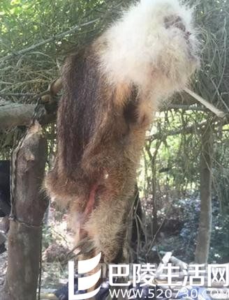 野生动物 野生动物