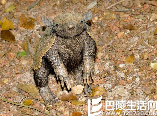 “福来哥”：现实活得很惨